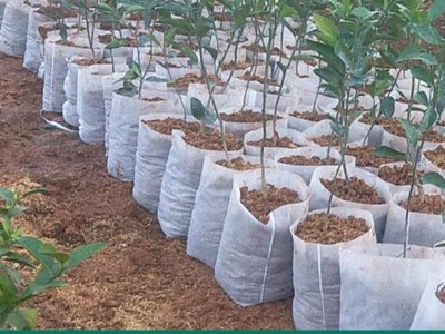 工厂直供大号无纺布育苗袋一次性果苗农用花盆可降解幼苗移植袋图2